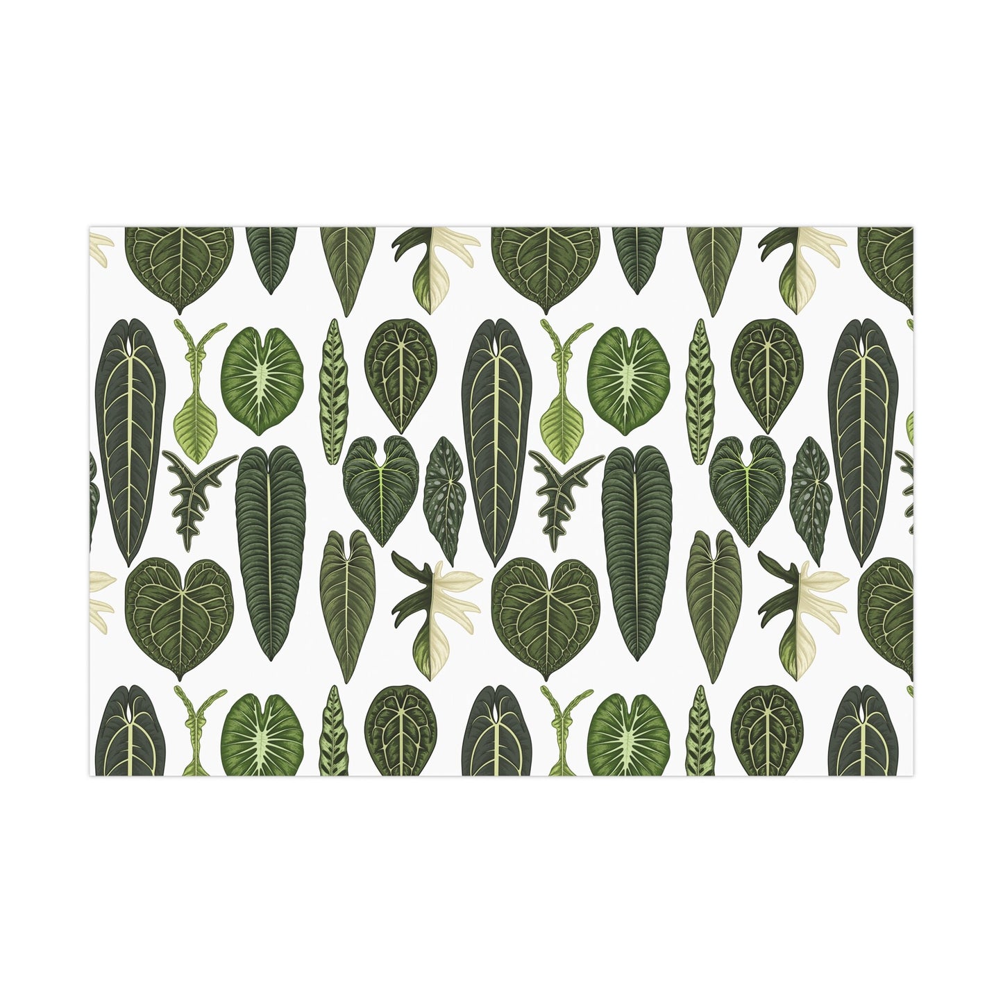 Rare Aroids Gift Wrap